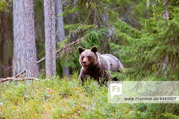 Bär  Wald  braun  Finnland  Skandinavien