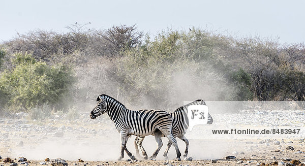 Burchell-Zebras (Equus quagga burchellii)  Etosha Nationalpark  Namibia