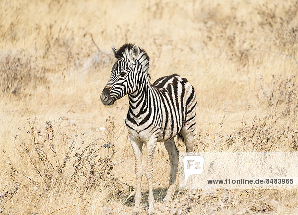 Junges Burchell-Zebra (Equus quagga burchellii) steht im trockenen Buschland  Etosha Nationalpark  Namibia