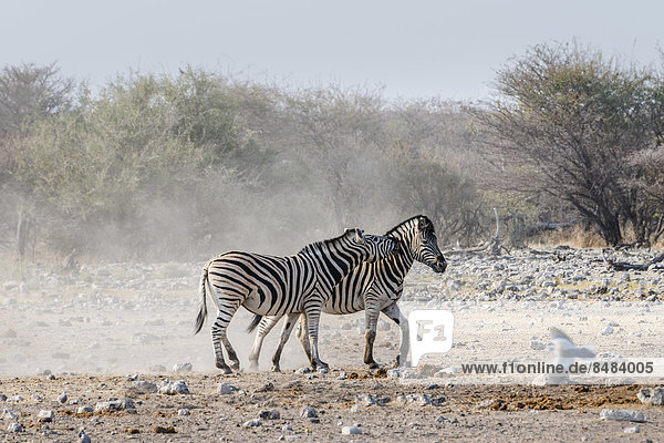 Zwei kämpfende Burchell-Zebras (Equus quagga burchellii)  Etosha Nationalpark  Namibia