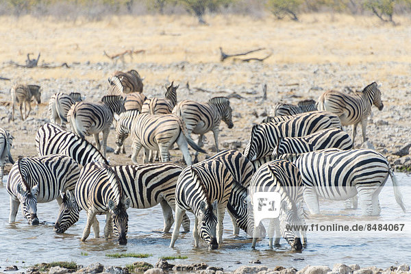 Herde Burchell-Zebras (Equus burchellii) an der Wasserstelle  Etosha National Park  Namibia