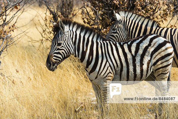Burchell-Zebras (Equus burchellii) im trockenen Gras  Etosha Nationalpark  Namibia