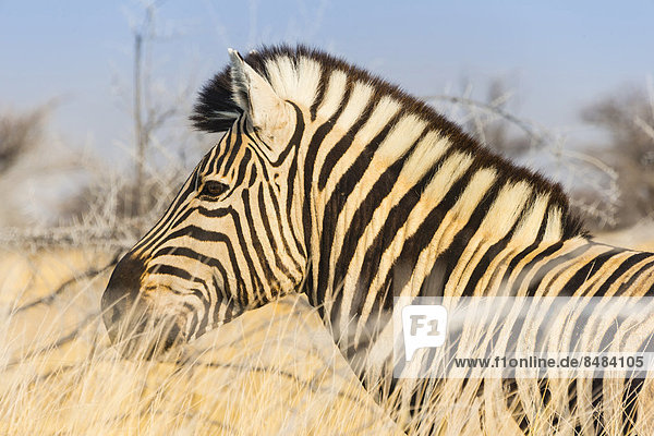 Burchell-Zebra (Equus burchellii) im trockenen Gras  Etosha Nationalpark  Namibia