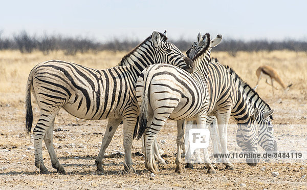 Burchell-Zebras (Equus burchellii) in der trockenen Steppe  Etosha Nationalpark  Namibia