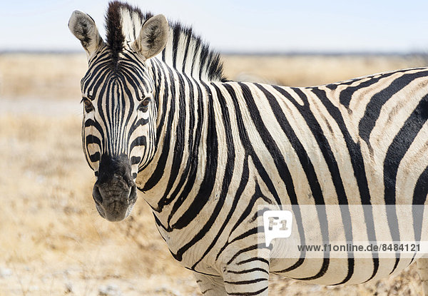 Burchell-Zebra (Equus burchellii) in der trockenen Steppe  Etosha Nationalpark  Namibia