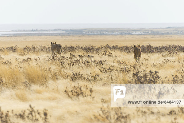 Löwinnen (Panthera leo) mit Jungen gehen durch Steppe  Etosha Nationalpark  Namibia
