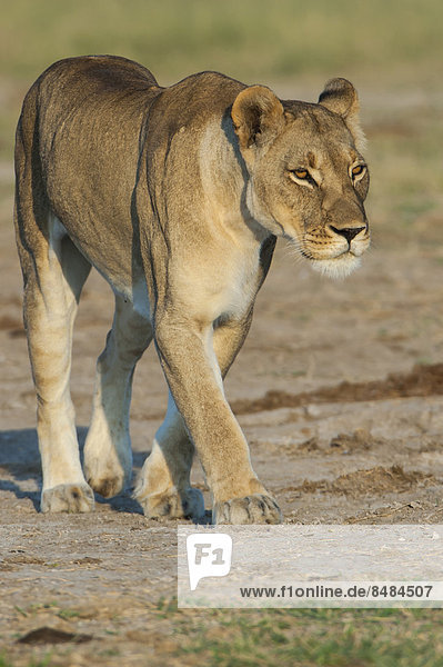 Lioness (Panthera leo) Namutoni Etosha National Park Namibia