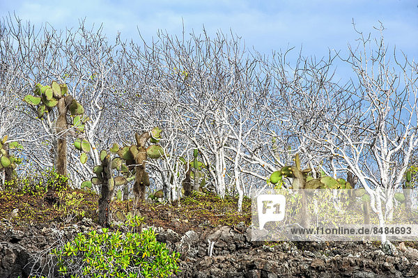Balsamb‰ume (Bursera graveolens) und Opuntien (Opuntia robusta)  Insel Santa Cruz  Gal·pagosinseln  Ecuador