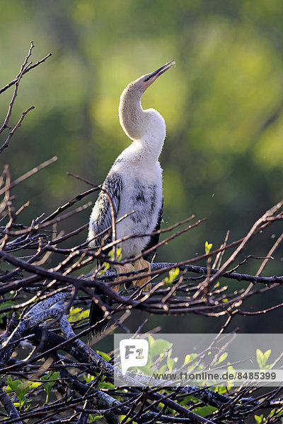 Amerikanischer Schlangenhalsvogel  (Anhinga anhinga)  Jungtier  Baum  Wakodahatchee Wetlands  Delray Beach  Florida  USA