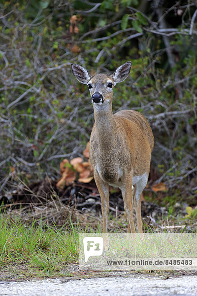 Key-white-tailed deer Odocoileus virginianus clavium , adult, female ...