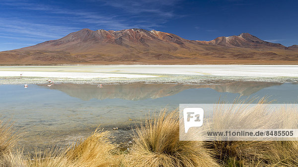 Der See Laguna Hedionda  Departamento PotosÌ  Altiplano-Hochland  Anden  Bolivien