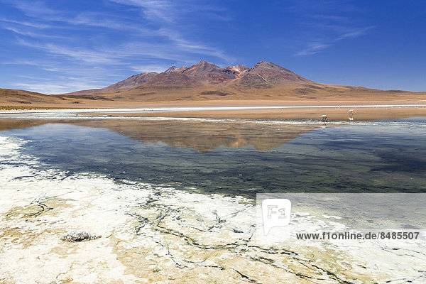 The lake Laguna CaÒapa  PotosÌ Department  Altiplano  Andean Plateau  Andes  Bolivia