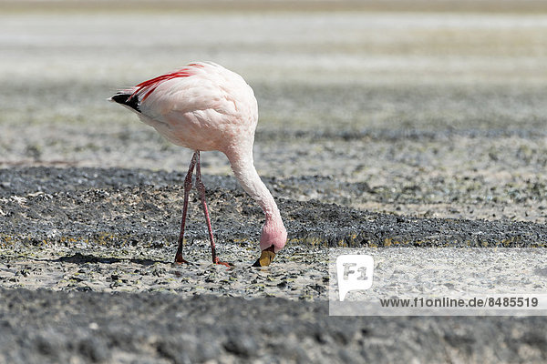 Andenflamingo (Phoenicoparrus andinus)  Departamento PotosÌ  Bolivien