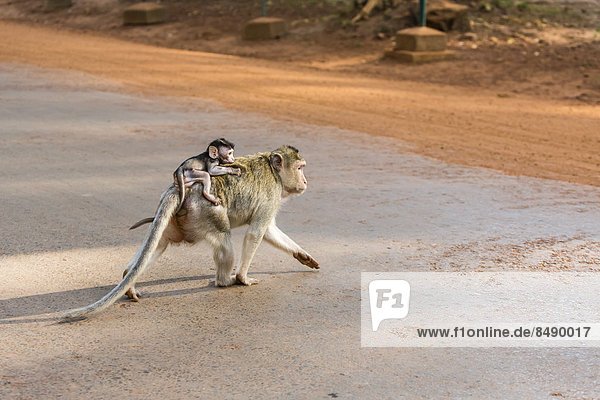 lang langes langer lange jung über Südostasien Schwanz Tierschwanz Vietnam Mutter - Mensch Angkor Asien Kambodscha Makak Siem Reap