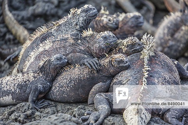 sonnenbaden  sonnen  Galapagosinseln  Ecuador  Leguan  Südamerika