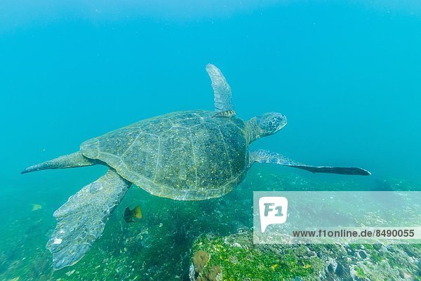 Wasserschildkröte Schildkröte nahe grün Unterwasseraufnahme Insel Erwachsener Ecuador Galapagosinseln Südamerika