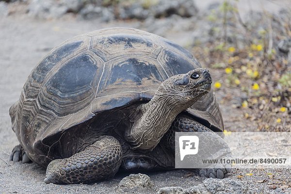 ungestüm  Galapagosinseln  Bucht  Ecuador  Südamerika  Landschildkröte  Schildkröte