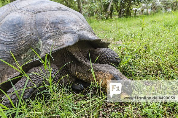 Leidenschaft  Frucht  ungestüm  Insel  Galapagosinseln  Ecuador  füttern  Highlands  Südamerika  Landschildkröte  Schildkröte