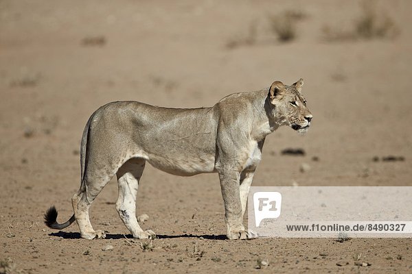 Südliches Afrika Südafrika Nostalgie Kalahari Afrika