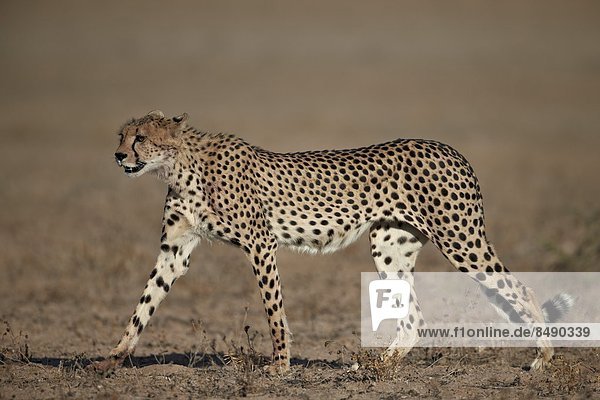 Südliches Afrika Südafrika Nostalgie Kalahari Afrika