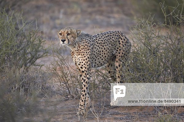 Südliches Afrika Südafrika Nostalgie Kalahari Afrika