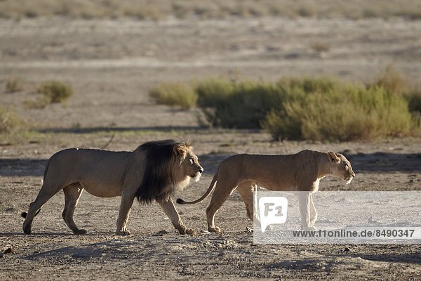 Südliches Afrika Südafrika Nostalgie Kalahari Afrika