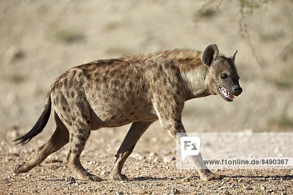 Südliches Afrika  Südafrika  Nostalgie  Punkt  Kalahari  Afrika  Hyäne
