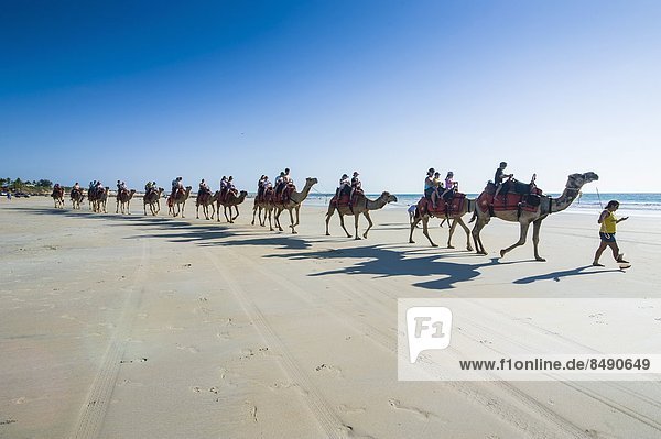 Tourists riding on camels on Cable Beach  Broome  Western Australia  Australia  Pacific