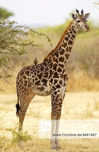 Madenhacker,  Buphagus , Giraffe,  Giraffa camelopardalis , Tansania
