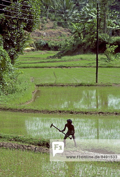 nahe  Mann  arbeiten  Feld  Kandy  Sri Lanka