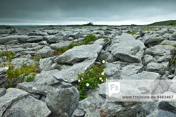 Botanik  Landschaft  Bürgersteig  Ethnisches Erscheinungsbild  Clare County  Karst  Kalkstein