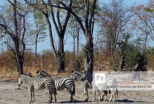Nationalpark Herde Herdentier Botswana Zebra