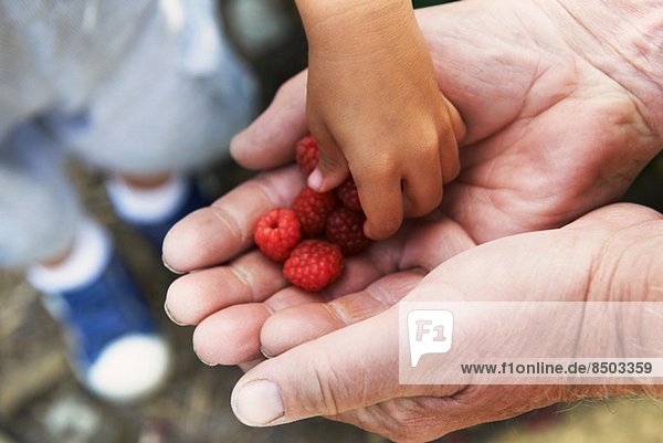 Grandfather sharing raspberries with grandson