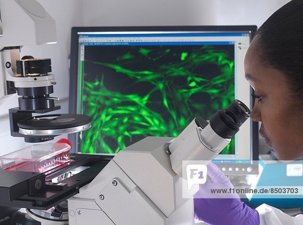 Weiblicher Forscher mit inversem Mikroskop zur Darstellung von Stammzellen  die fluoreszierende markierte Zellen zeigen.