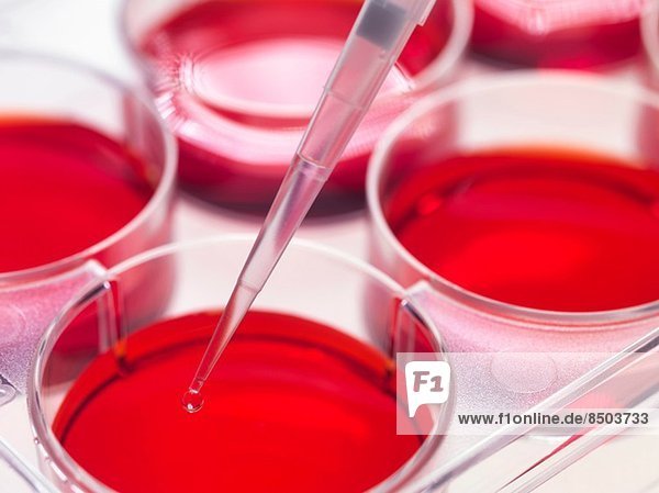 Pipette zur Zugabe von Probe zu in Töpfen wachsenden Stammzellkulturen  zur Implantation von Stammzellen zur Reparatur beschädigter Gewebe.