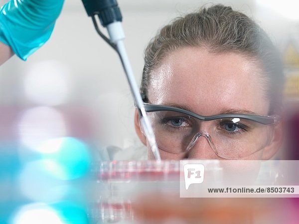 Wissenschaftler pipettieren Stammzellkulturen in Tray für die pharmazeutische Forschung
