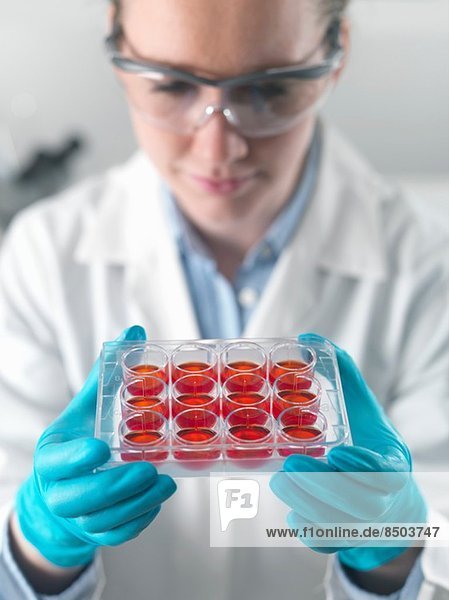 Wissenschaftlerin untersucht Stammzellkulturen im Labor