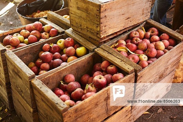 Kisten mit Äpfeln im Obstgarten