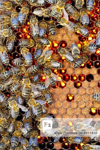 Detail of a bee hive (backlit). Colmenar  Axarquia  Malaga  Andalucia  Spain.