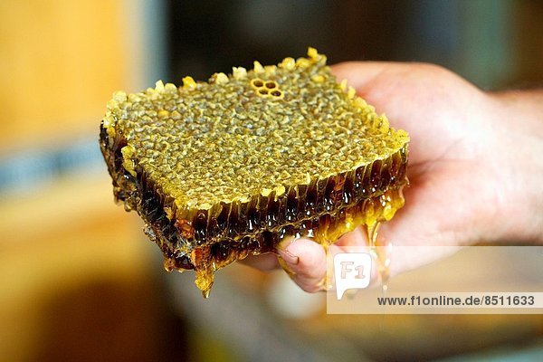 Honeycomb filled with honey. Colmenar  Axarquia  Malaga  Andalucia  Spain.