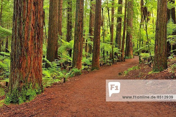 Baum  Sequoia  neuseeländische Nordinsel  Bay of Plenty  Neuseeland  Rotorua