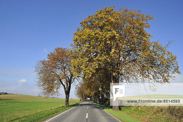 Landstraße mit herbstlicher Kastanieallee  Kastanien (Aesculus hippocastanum)  Rhena  Mecklenburg-Vorpommern  Deutschland
