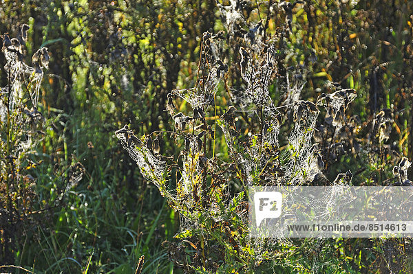 Filz-Klette (Arctium tomentosum) mit Spinnweben im Morgentau  Mecklenburg-Vorpommern  Deutschland