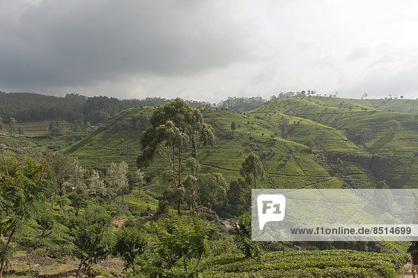 Teeplantage auf Hügel  Teegarten bei Hotel Tea Factory  Nuwara Eliya  Sri Lanka