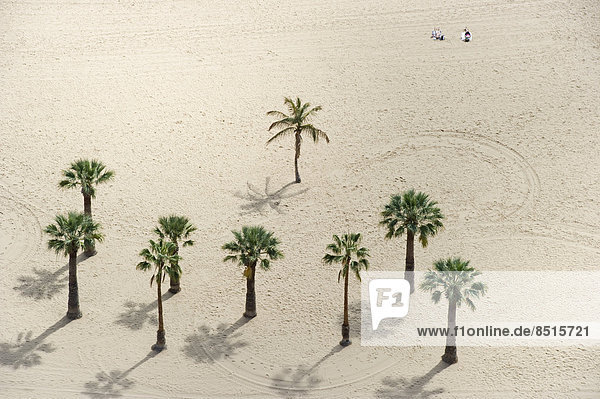 Palmen am Strand  Playa de las Teresitas  Santa Cruz  Teneriffa  Kanarische Inseln  Spanien