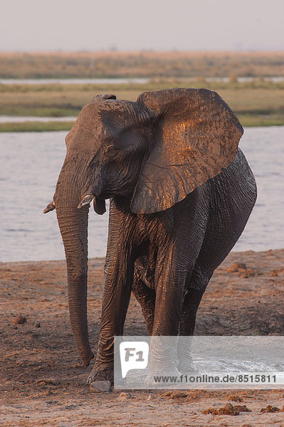 Afrikanischer Elefant (Loxodonta africana)  Chobe Waterfront  Chobe-Nationalpark  Botswana
