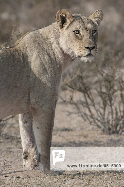 Löwe (Panthera leo)  Kgalagadi-Transfrontier-Nationalpark  Nordkap  Republik Südafrik