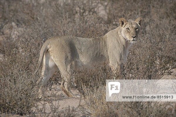 Lion (Panthera leo) Kgalagadi Transfrontier Park Northern Cape South Africa