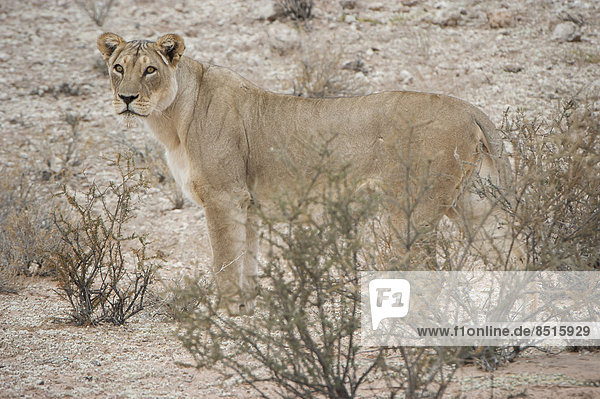 Lion (Panthera leo) Kgalagadi Transfrontier Park Northern Cape South Africa
