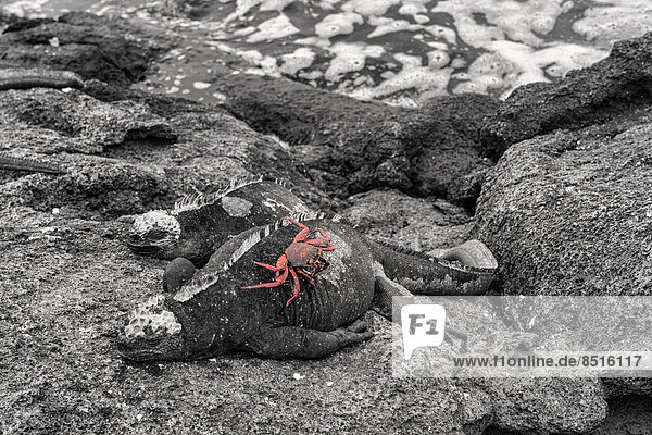 Sally Lightfoot-Krabbe auf einer Meerechse (Amblyrhynchus hassi cristatus)  Punta Espinoza  Insel Fernandina  Galapagos  Ecuador